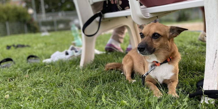 Grillparty + Beachvolleyball am 04. Juni