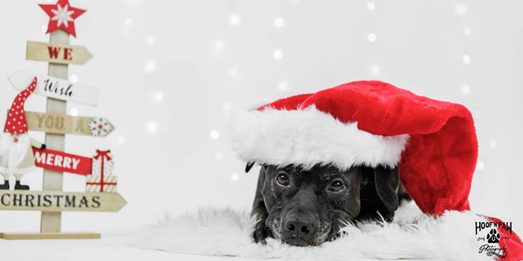Weihnachtsfotoshooting mit Hoof_n_paw.photography